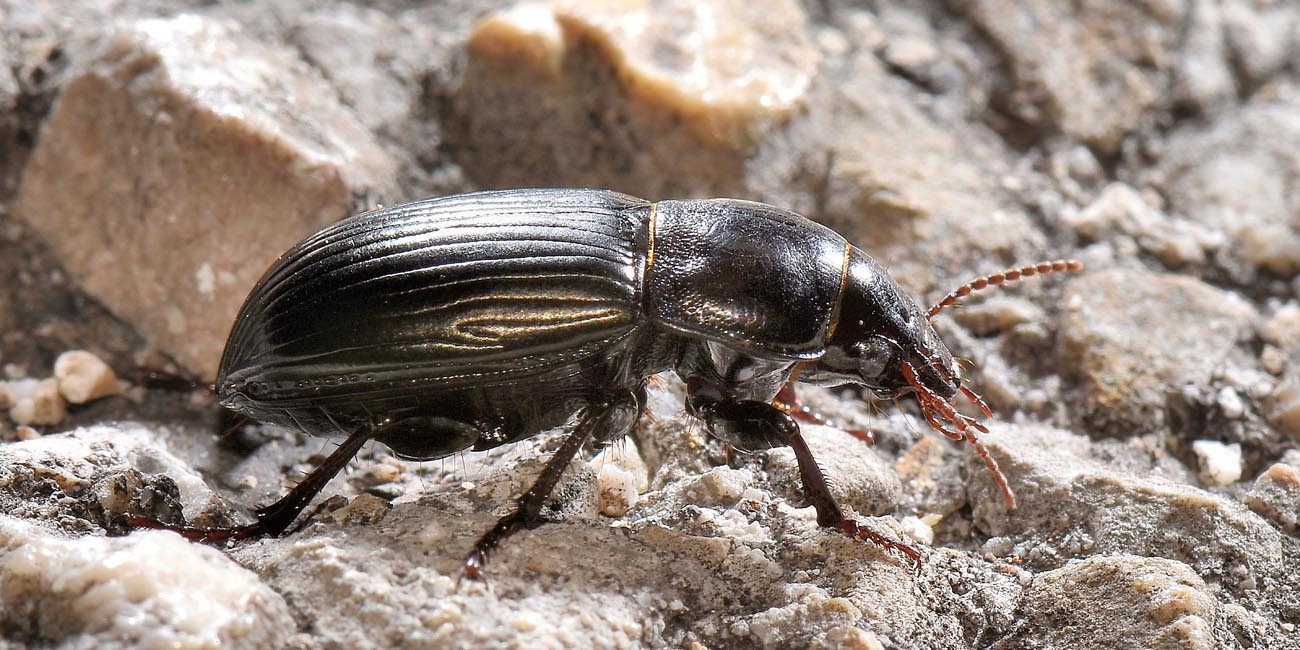 Carabidae: Harpalus sp? no, Zabrus tenebrioides